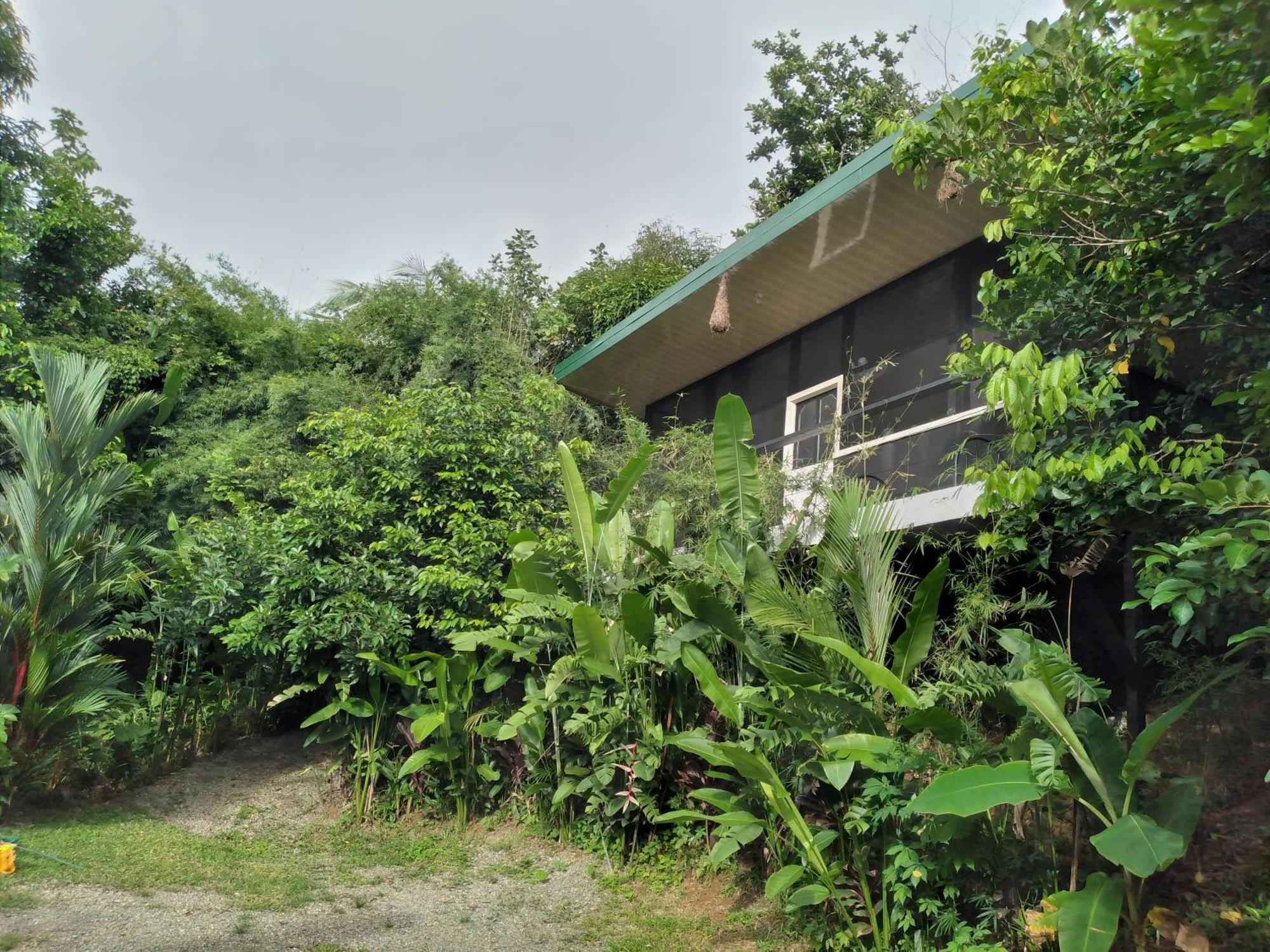 Cabinas Fave Uvita Luaran gambar